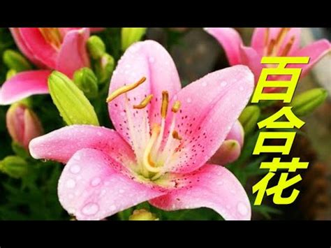 花可以放房間嗎